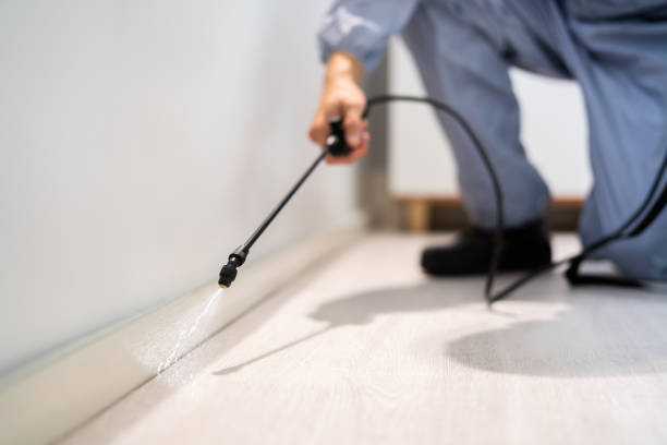 Certified termite inspector examining foundation in La Vista